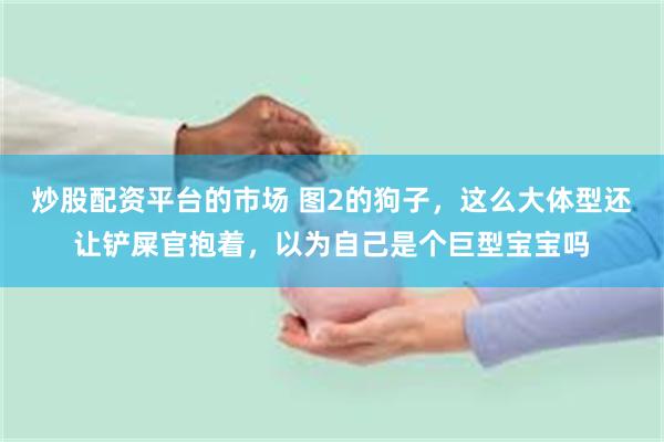 炒股配资平台的市场 图2的狗子，这么大体型还让铲屎官抱着，以为自己是个巨型宝宝吗